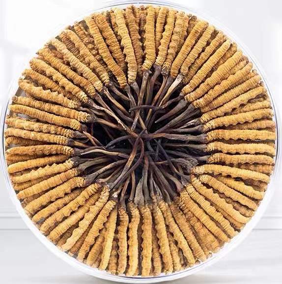 凉州冬虫夏草回收